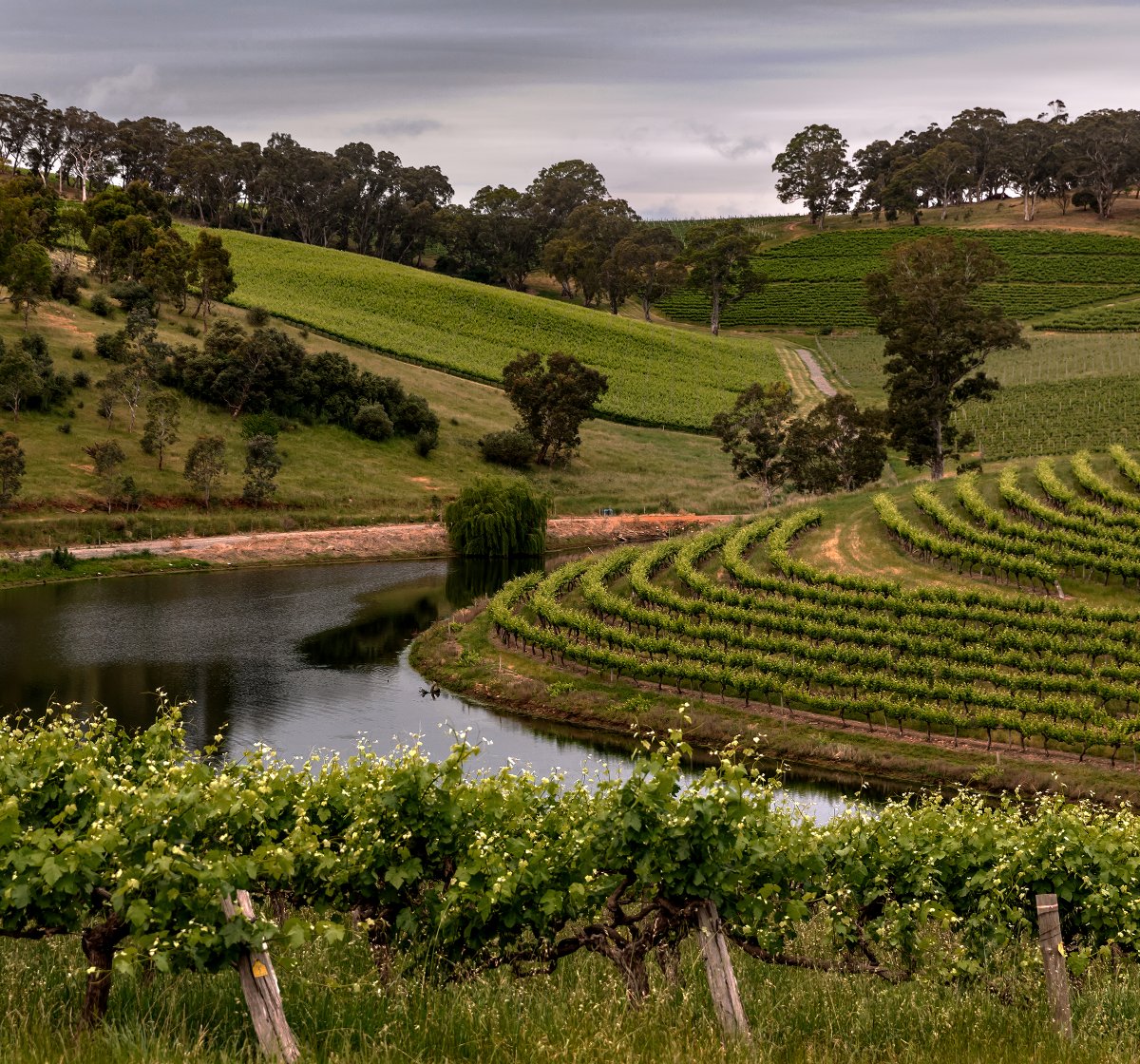 Hickinbotham Vineyards