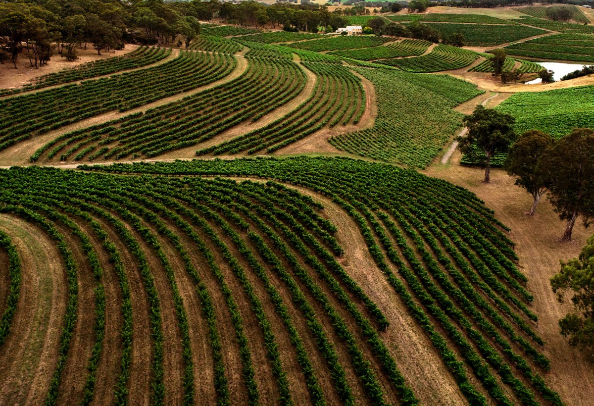 Hickinbotham Vineyards Aerial View 