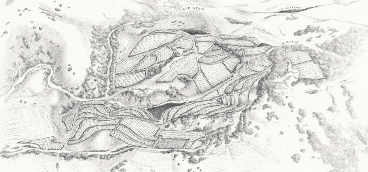 Hand-drawn map of Hickinbotham Clarendon Vineyards showing blocks